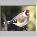 Carduelis carduelis - Stieglitz 01b.jpg